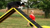 Kroužek agility v Hranicích