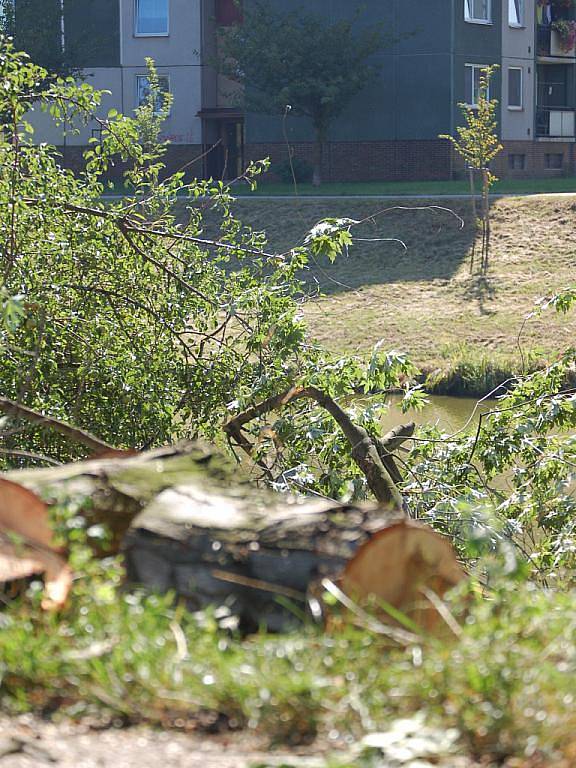 Stromovou alej v blízkosti rybníka v Přerově začali v pondělí 24. srpna kácet pracovníci Povodí Moravy. 
