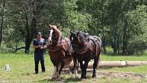V první polovině června probíhá na Heřmánkách přehlídka loveckých trofejí spojená s ukázkami práce tažných koní, svou techniku a činnost tady představuje Armáda ČR.