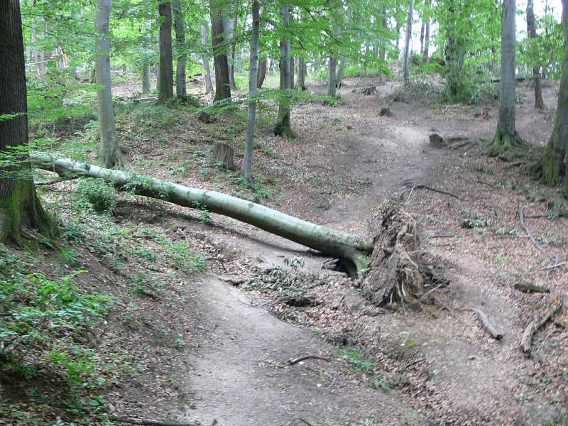 Po celé přírodní rezervaci leží desítky popadaných stromů. Kvůli zákazu vstupu je zde liduprázdno.