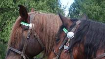 V první polovině června probíhá na Heřmánkách přehlídka loveckých trofejí spojená s ukázkami práce tažných koní, svou techniku a činnost tady představuje Armáda ČR.