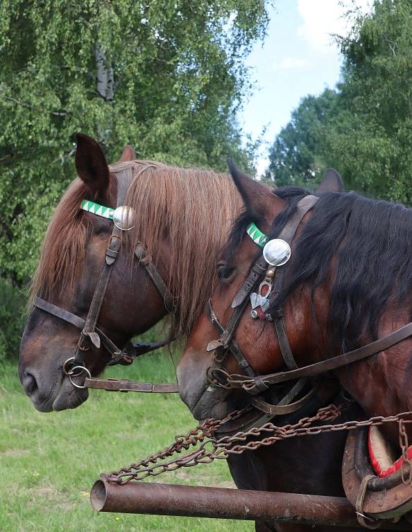 V první polovině června probíhá na Heřmánkách přehlídka loveckých trofejí spojená s ukázkami práce tažných koní, svou techniku a činnost tady představuje Armáda ČR.