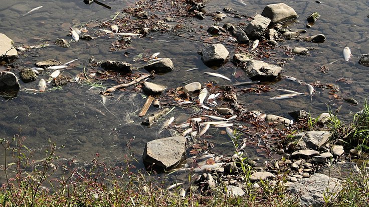 Úhynulé ryby v řece Bečvě u Hranic, 21. září 2020