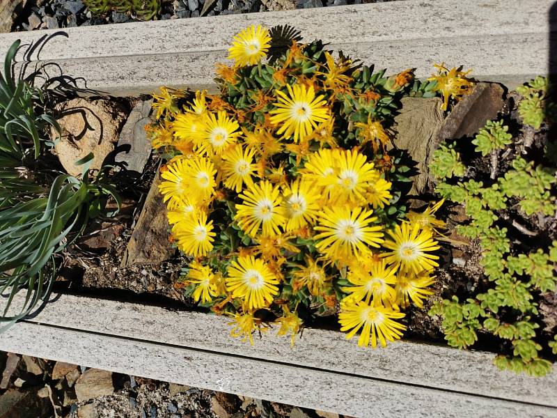 Delosperma - za málo se dokáže hodně odměnit.