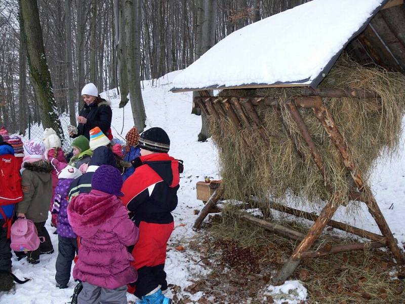 Děti z mateřinky na Struhlovsku v Hranicích krmily lesní zvěř