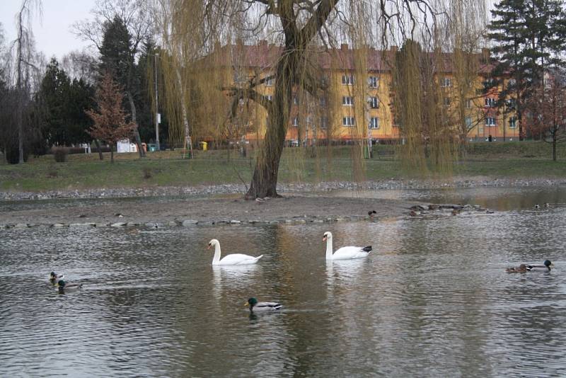 Labutě na hranickém rybníce Kuchyňka