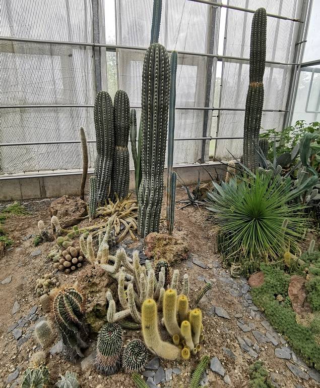 Kaktusy a tilandsie.