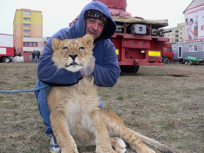 Návštěvníkům cirkusu Carini se v Hranicích tento týden ukáže i sedmiměsíční lvíče Apollo.