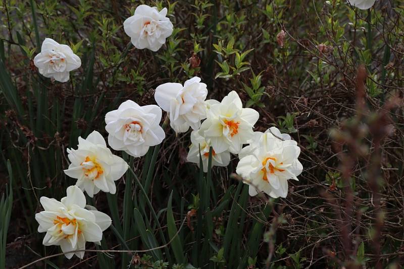 Makču Pikču, tento půvabný a exoticky znějící název nese zajímavé arboretum v obci Paseka na úpatí Nízkého Jeseníku.