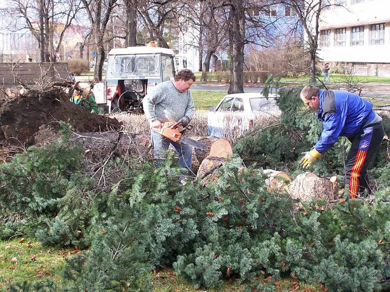 Pracovníci odklízejí spoušť, kterou napáchala sobotní vichřice. V ulici Svisle v Přerově vyrval prudký vítr strom z kořenů.