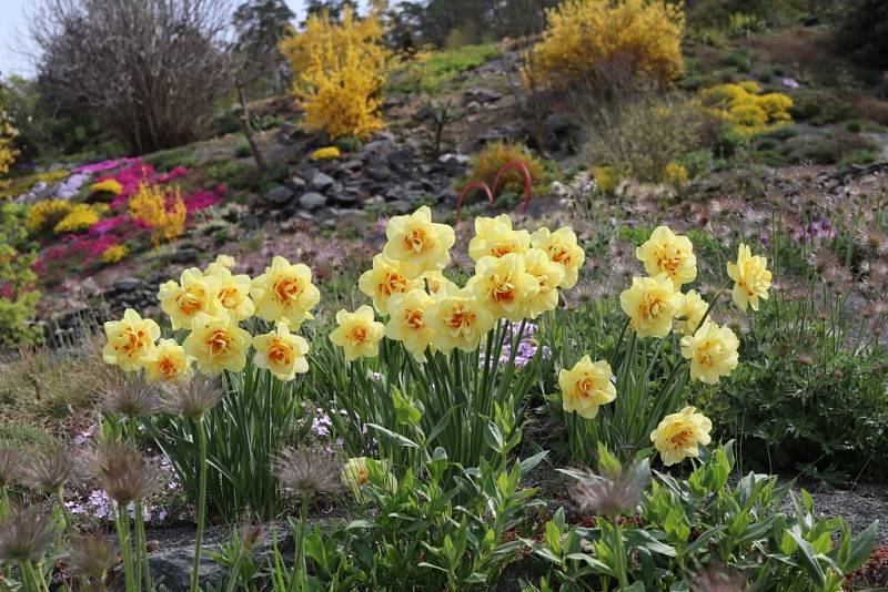 Makču Pikču, tento půvabný a exoticky znějící název nese zajímavé arboretum v obci Paseka na úpatí Nízkého Jeseníku.