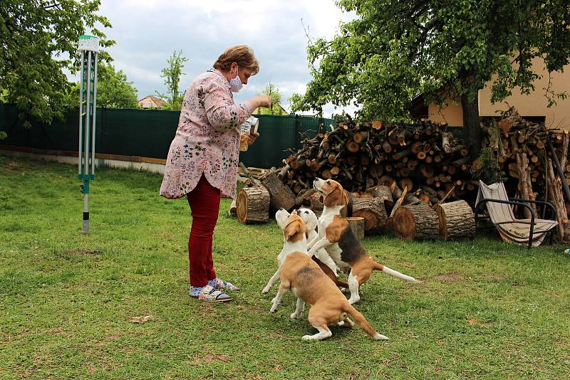 Jana Polášková je vychovatelka sluchově postižených dětí a také chovatelka bíglů. Svou práci spojila se svým koníčkem a díky canisterapii pomáhá handicapovaným dětem.