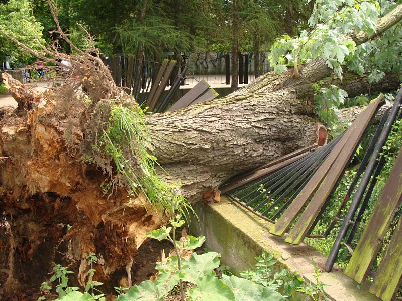 Strom, který spadl v aleji u tenisových kurtů, měl na první pohled uhnilé kořeny.