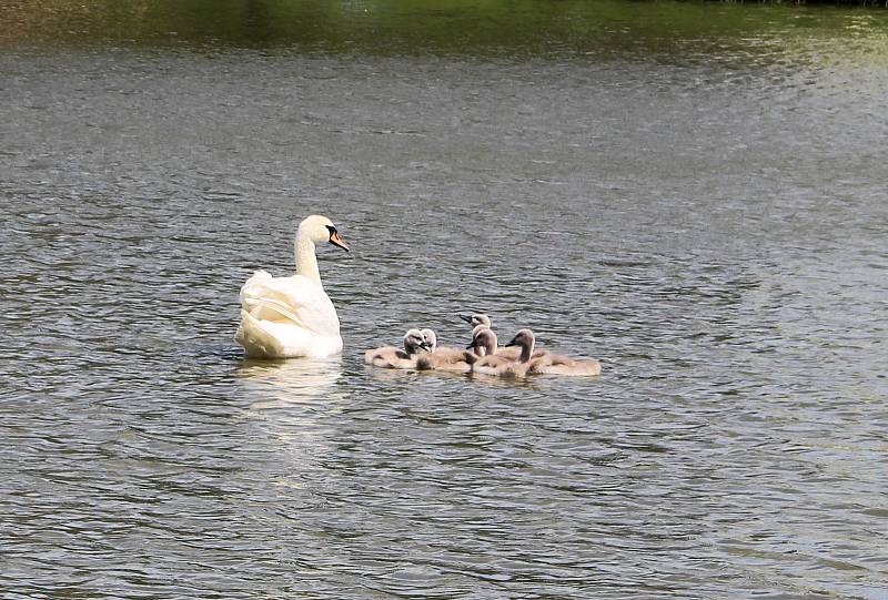 Labutí rodinka na hranickém rybníku Kuchyňka.