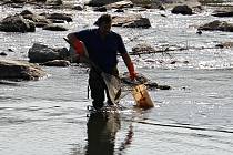 Rybáři v Hranicích sbírají uhynulé ryby po masivní otravě kyanidem v září 2020. Ilustrační foto