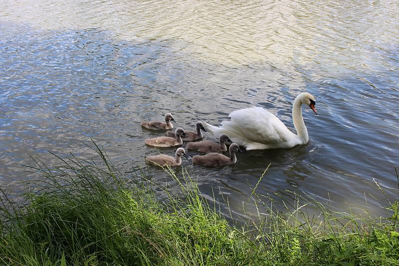 Labutí rodinka na hranickém rybníku Kuchyňka.