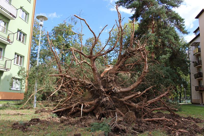 Vichřice napáchala škody na třídě 1. máje, kde spadl nedaleko obchodu Hruška vrostlý smrk. Na sídlišti Struhlovsko to odneslo hned stromů několik. Před domem číslo 1410 a 1411 nevydržely nárazy silného větru hned tři vzrostlé borovice a na dům s číslem 14