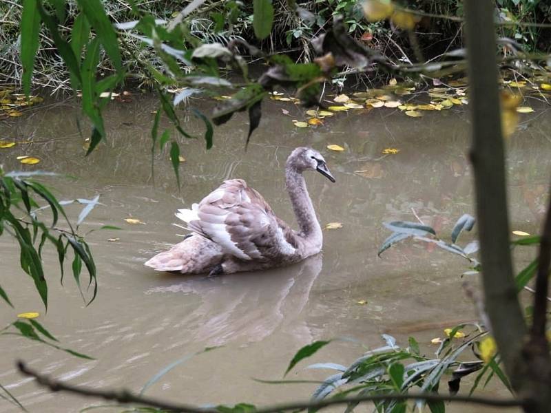 Vada se objevuje u mladých labutí v lokalitách, kde je lidé intenzivně krmí nevhodnou potravou - hlavně pečivem.