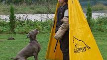 Třicet psích závodníků předvádělo v Hranicích svou poslušnost a obranu.