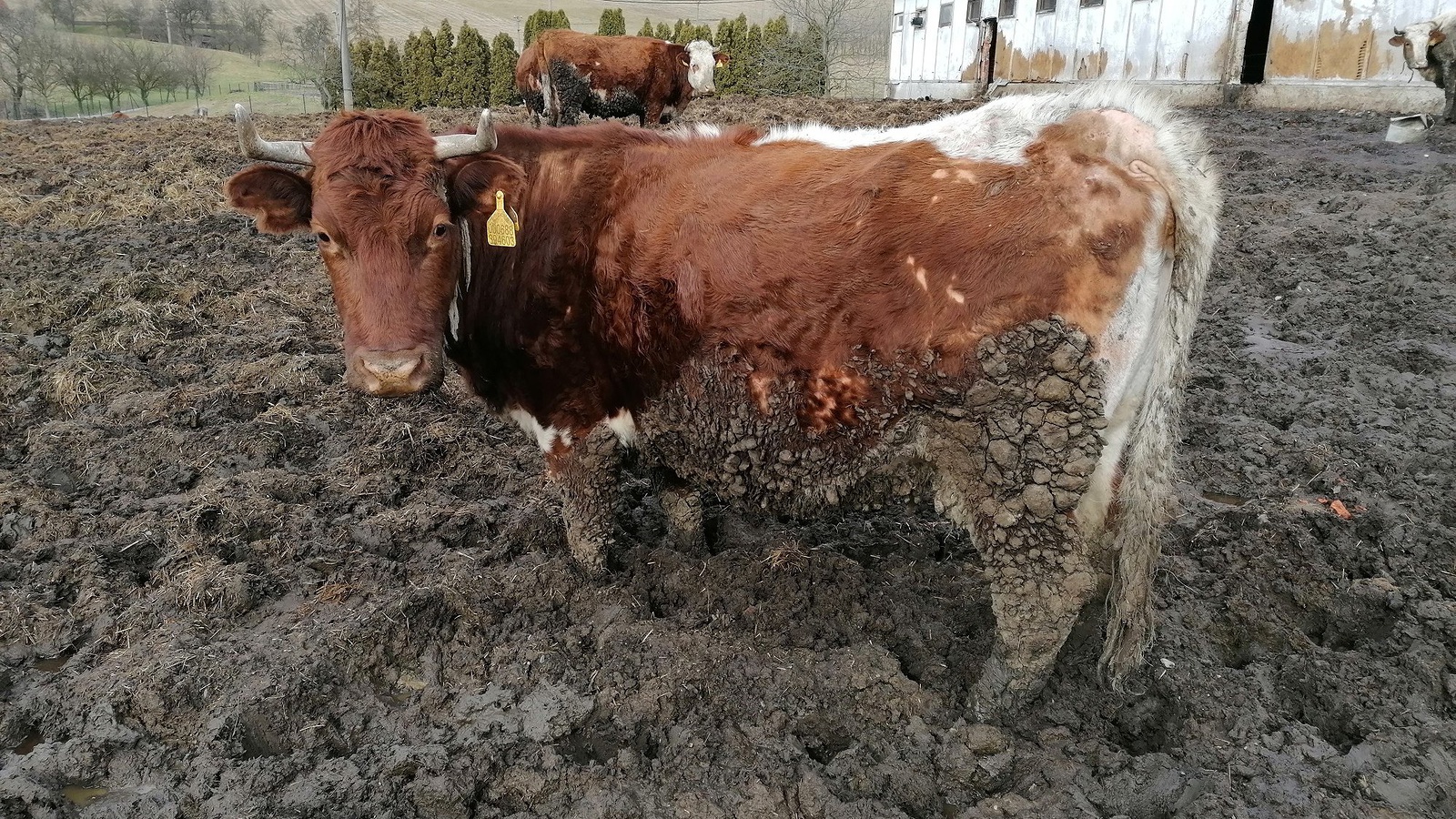 Krávy po břicho v trusu, mrtvé tele... Otřesný chov šetří veterina i  policie - Olomoucký deník