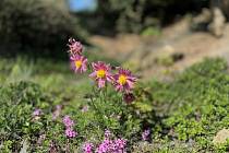 Jen kousek od Šternberka se nachází fascinující arboretum Makču Pikču.