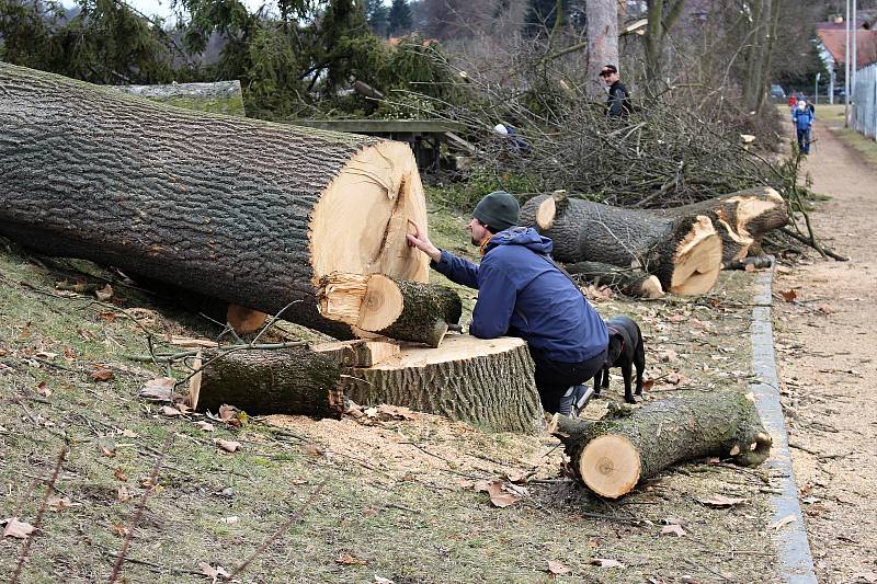 Pokácené stromy a keře v Sadech Československých legií v neděli 14. března 2021.