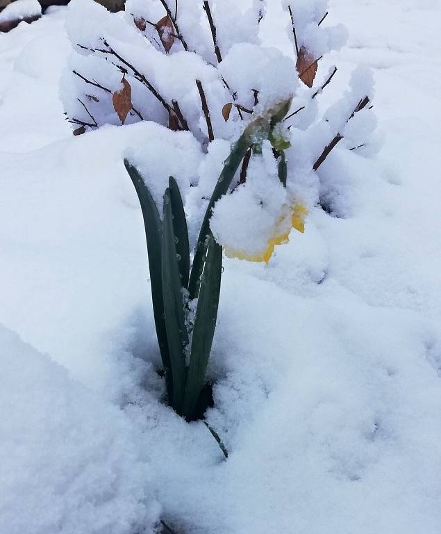 Jeden Narcis se zbláznil a kvete i pod sněhem.