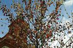 Velikonoční strom tzv. Kraslicovník letos na hranické náměstí