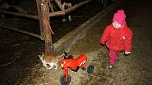 Farmář Antonín Horník chodí na každodenní obchůzky po statku i se svou tříletou vnučkou Sofií.