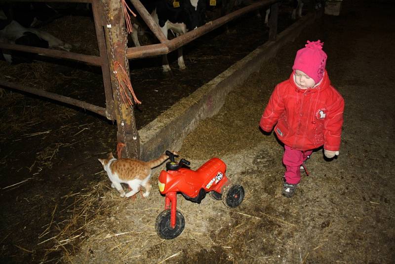 Farmář Antonín Horník chodí na každodenní obchůzky po statku i se svou tříletou vnučkou Sofií.