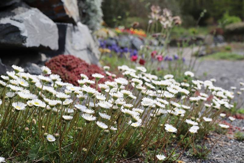 Makču Pikču, tento půvabný a exoticky znějící název nese zajímavé arboretum v obci Paseka na úpatí Nízkého Jeseníku.