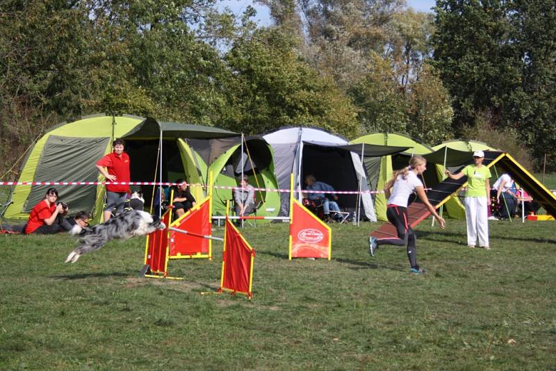 Stará střelnice v Hranicích byla v sobotu 3. října svědkem druhého ročníku agility závodů, kterých se dohromady účastnilo 95 psů se svými páníčky. 