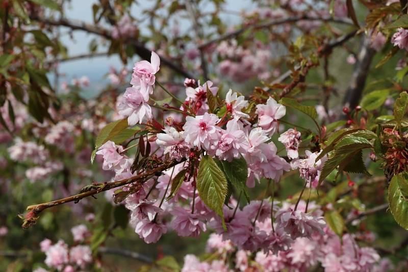 Makču Pikču, tento půvabný a exoticky znějící název nese zajímavé arboretum v obci Paseka na úpatí Nízkého Jeseníku.