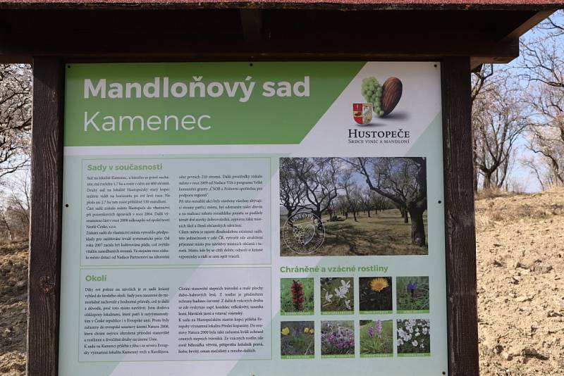 Mandloňový sad v Hustopečích na jihu Moravy.