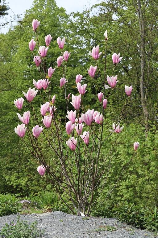 Makču Pikču, tento půvabný a exoticky znějící název nese zajímavé arboretum v obci Paseka na úpatí Nízkého Jeseníku.