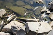 Masivního úhyn ryb v řece Bečvě. Ilustrační foto