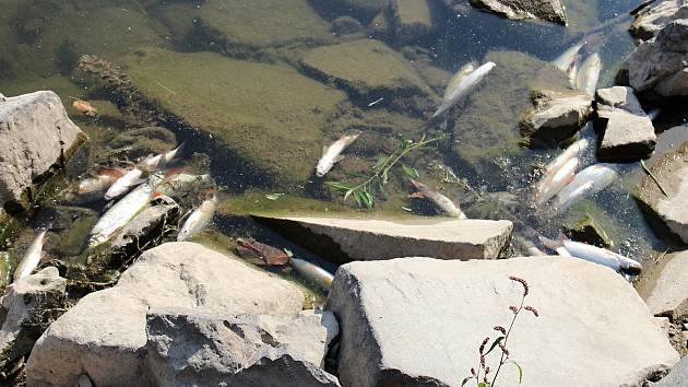 Masivního úhyn ryb v řece Bečvě. Ilustrační foto