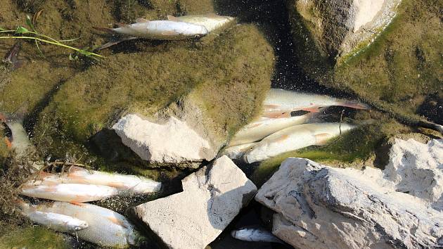 Masivní úhyn ryb v Bečvě v září 2020. Hranice