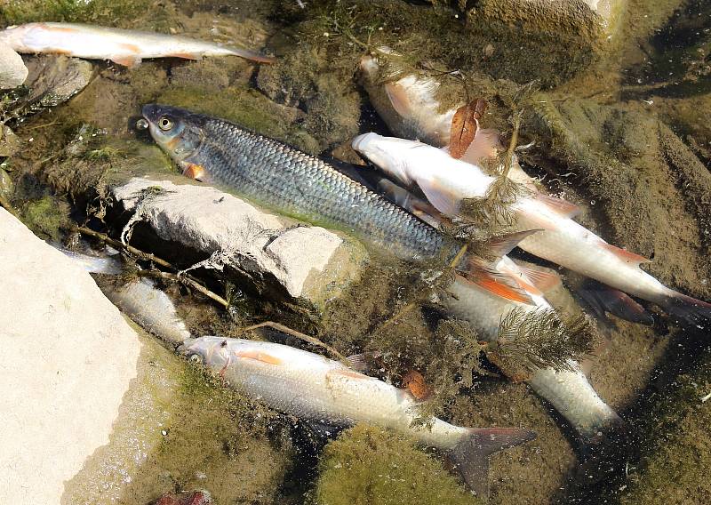Následky masivního úhynu ryb v řece Bečvě v Hranicích, pondělí 21. září 2020