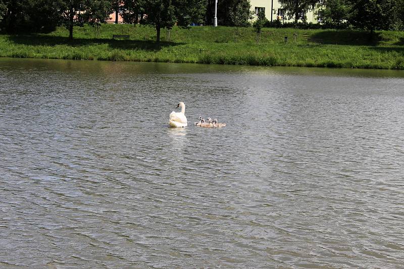 Labutí rodinka na hranickém rybníku Kuchyňka.