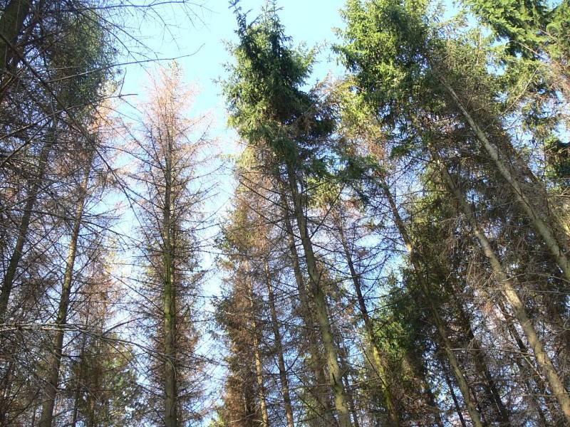V lesích na Hranicku se rozšířil kůrovec, situací se zabývá inspekce