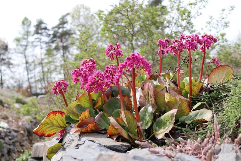 Makču Pikču, tento půvabný a exoticky znějící název nese zajímavé arboretum v obci Paseka na úpatí Nízkého Jeseníku.