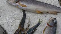 Otrava ryb v Drahotušském potoce