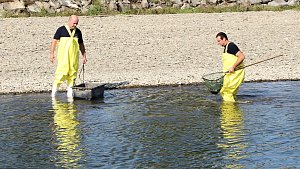 Jed v Bečvě zahubily tuny ryb. Úklid následků masivního úhynu v Hranicích v pondělí 21. září 2020