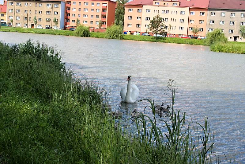Labutí rodinka na hranickém rybníku Kuchyňka.