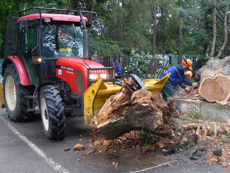 Strom, který spadl v aleji u tenisových kurtů, měl na první pohled uhnilé kořeny. 