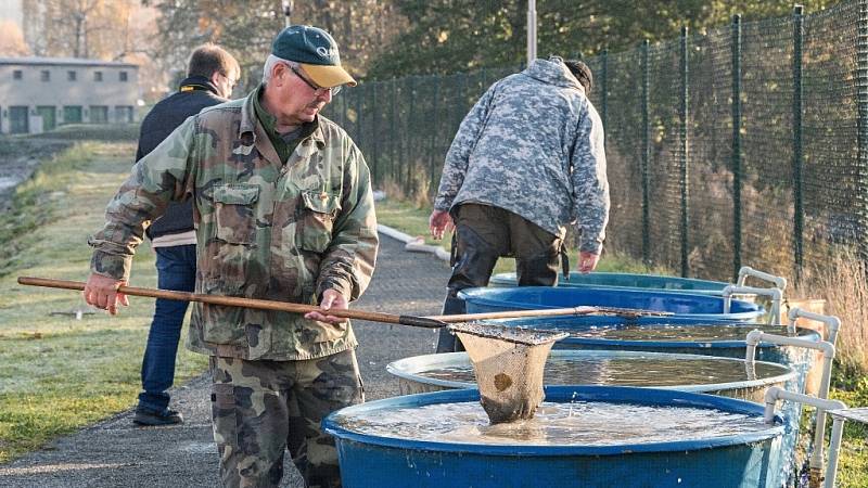 Výlov rybníku Kuchyňka v Hranicích, sobota 6. listopadu 2021.