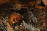 V kryptě jsou uloženy kosterní ostatky, které byly původně uloženy ve třech hrobkách a několika hrobech. 