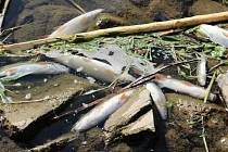 Masivní otrava ryb v řece Bečvě - úhyn v Hranicích v pondělí 21. září 2020