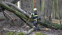 Hasiči odstraňovali v pondělí  10. února po poledni stromy, které silný vítr vyvrátil na garáž na Nové ulici v Hranicích.